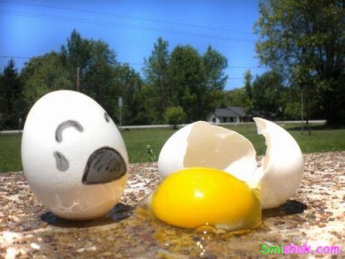 Життя яєць