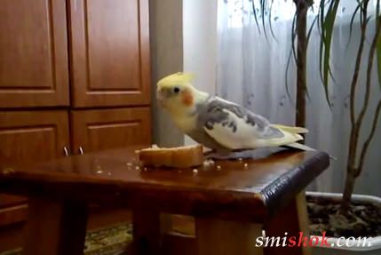 Папуга їсть батон