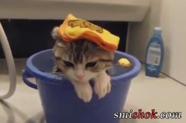 Коти люблять воду