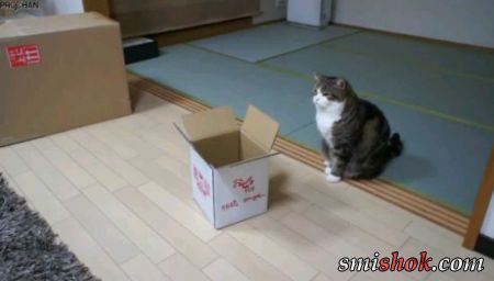 Товстий кіт і коробка