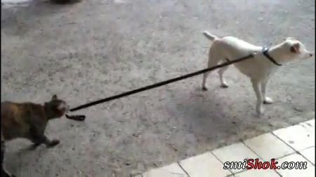 Кот выгуливает пса
