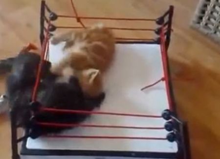 Битва котят на ринге