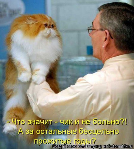Без кота жизнь не та! Свежая котоматрица