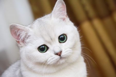 7 самых любопытных фактов о взаимоотношениях человека и кошки