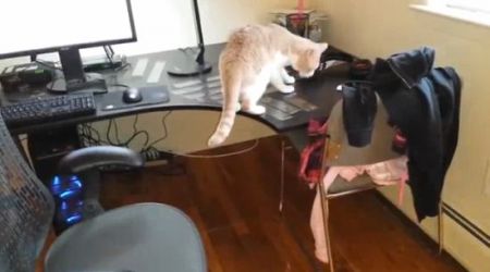 Как отучить кота ходить по столу