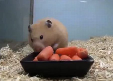 Хомяк запасается морковкой