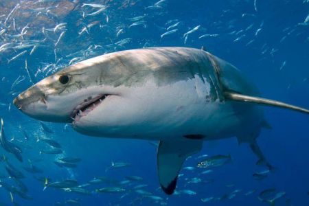 На трехметровую акулу напал неопознанный и еще более крупный хищник