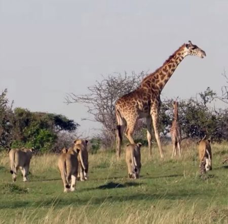 Бесстрашная мама жирафа