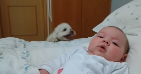 Собачка впервые увидела новорожденного