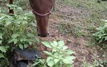 Лошадь нашла черепаху