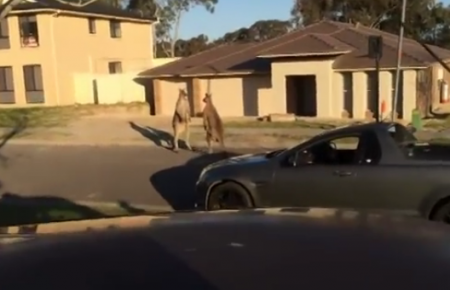 Драка кенгуру на улице