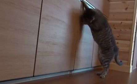 Коты грабят шкаф