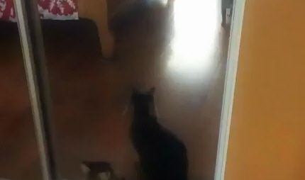 Неудачные прыжки котов