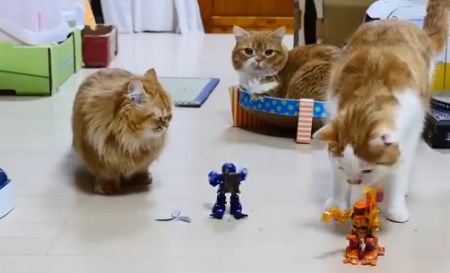 Кошки против роботов