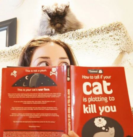 Кошки задумавшие убить своих хозяев