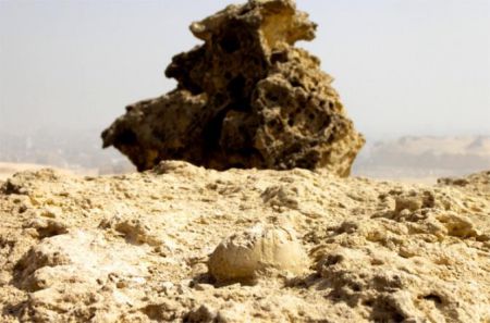 Окаменелый морской еж доказал древность Сфинкса и пирамид