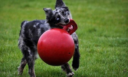 Веселые фотографии собак со своими любимыми игрушками