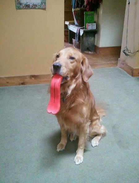 Веселые фотографии собак со своими любимыми игрушками