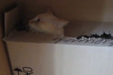 Кот против коробки