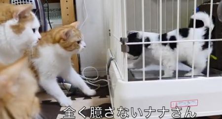 Пес против кошек