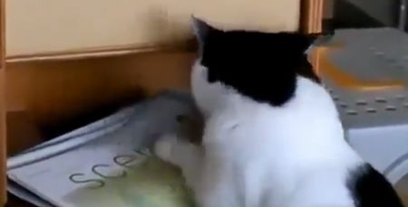 Толстый кот пытается залезть в шкаф