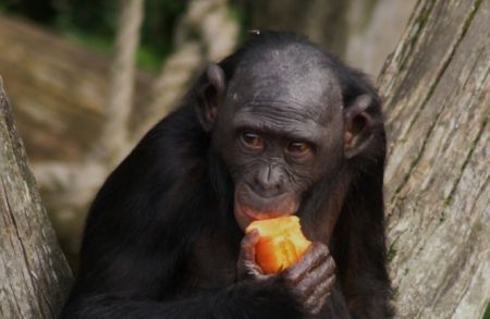 5 увлекательных фактов о символе 2016 года — обезьяне