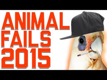 Самые смешные и курьёзные моменты с животными за 2015 год