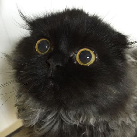 Кот с огромными гипнотическими глазами