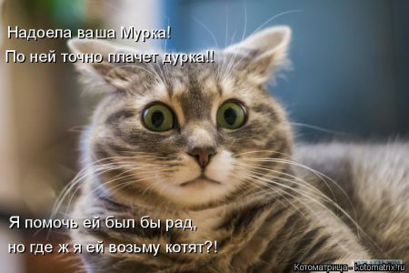 Смешные котоматрицы от 6 сентября 2016