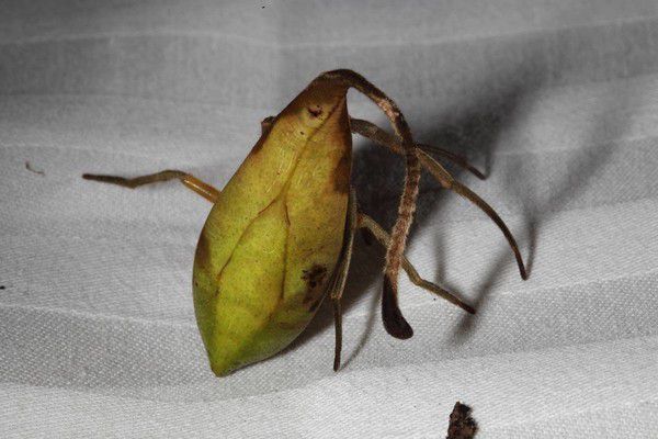 Пауки которые маскируются под листья обнаружены Китае