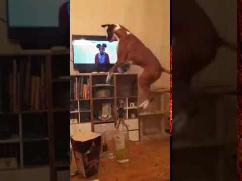 Эмоциональная собака смотрит телевизор