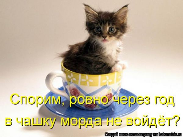 Картинки котиков с надписями (33 фото)