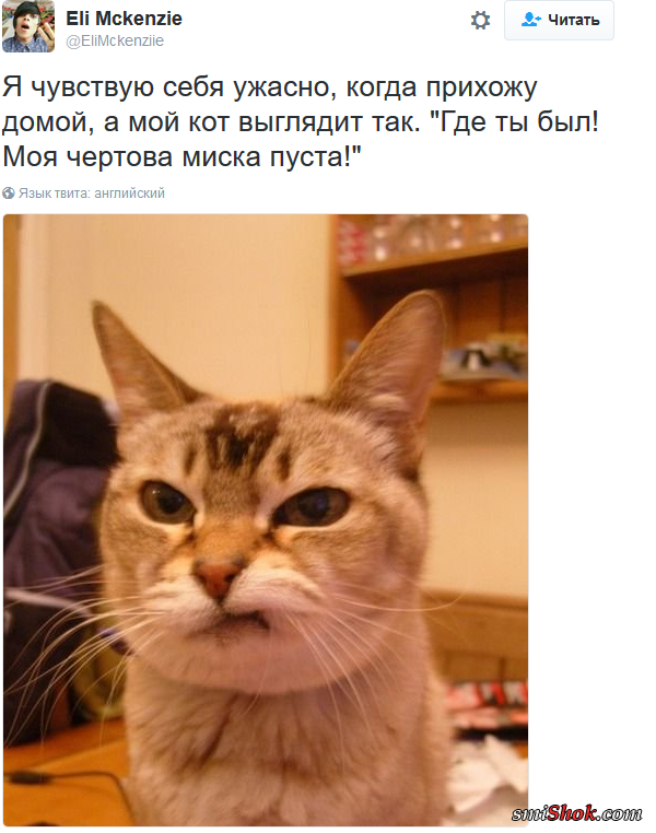 Шедевральные записи владельцев котиков в соцсетях