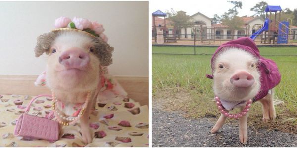 Модные свинки, завоевавшие сердца пользователей Инстаграм