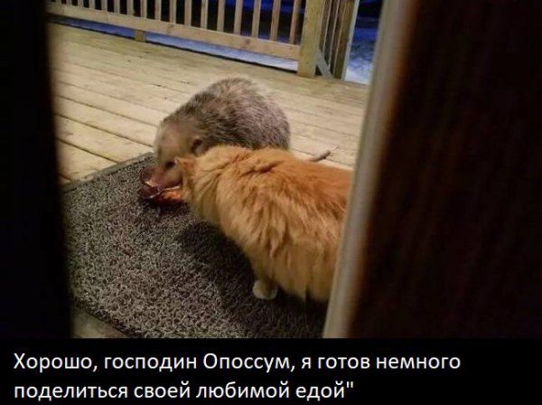 Уморительная реакция кота на опоссума, который съел его еду (7 фото)