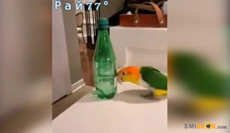 Папуга з певними пристрастями: як птах підтримує лад на своєму столі