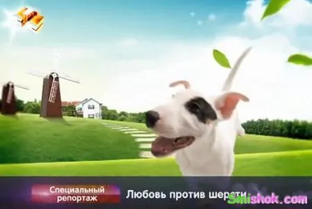 Любов проти шерсті