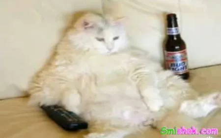 Коти віджигають
