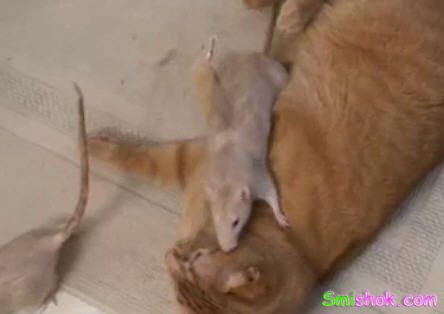 Кіт який любить мишей
