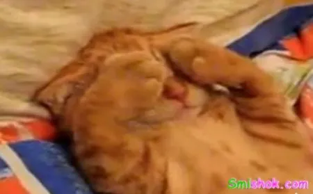 Котеня прокидайся...