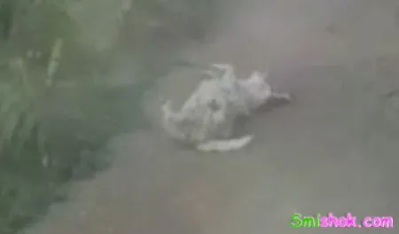 Пес який сам себе веселить