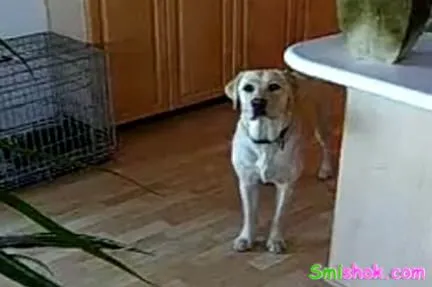 Розумний