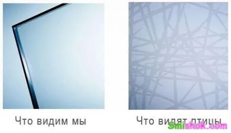 Німці випустять видиме для птахів скло