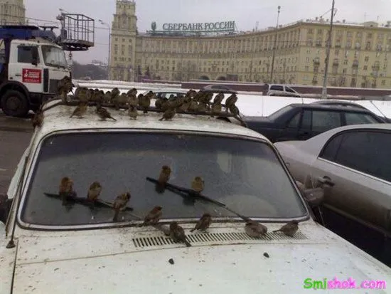 Фото приколи дня