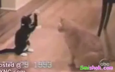 Приколи про котів