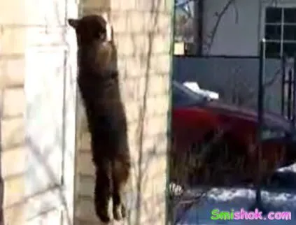 Голодний котяра