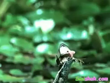 Облом для жаби