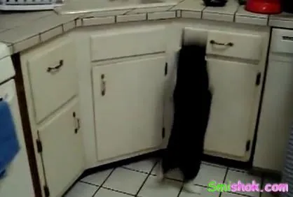 Самий голодний кіт