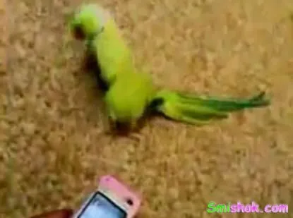 Попугайчик выджигаэ