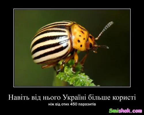 Ось вони демотиватори